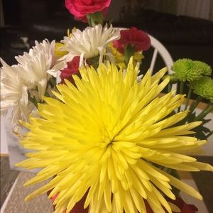 Meet your Posher, Daisy